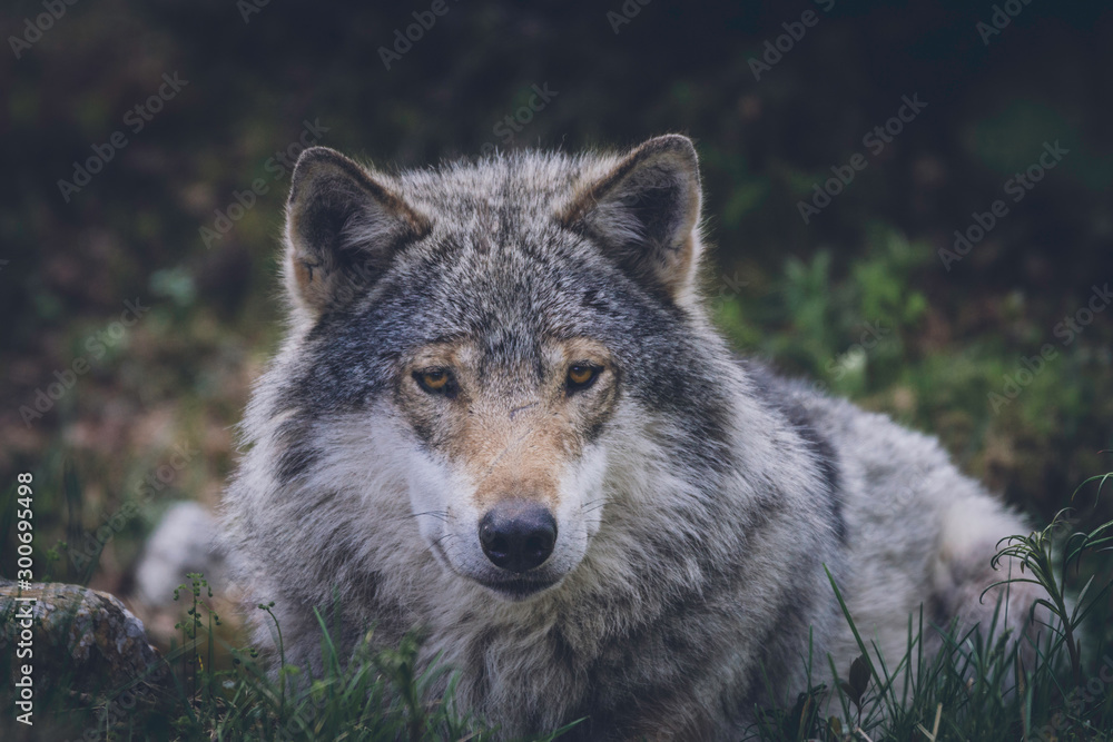 Grey wolf relaxing in the grass. Wilderness, wolf, predator, relaxing, animal, usa, america, bush concept.