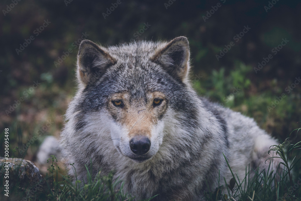Grey wolf relaxing in the grass. Wilderness, wolf, predator, relaxing, animal, usa, america, bush concept. Grey wolf relaxing in the grass. Wilderness, wolf, predator, relaxing, animal, usa, america, bush concept.