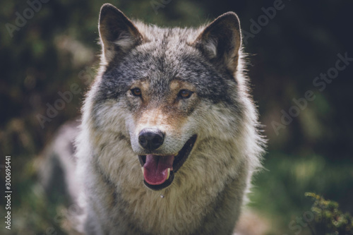 Close encounter with grey wolf in nature. Wildlife  wolf  wolves  bush  wilderness  usa  predator  killer  animal concept.