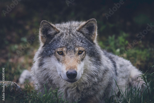 Grey wolf relaxing in the grass. Wilderness  wolf  predator  relaxing  animal  usa  america  bush concept.