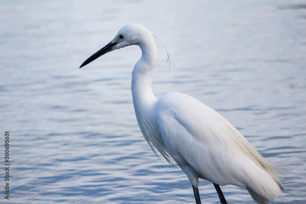 great white egret or great white heron stand on the pond. great white egret or great white heron stand on the pond.