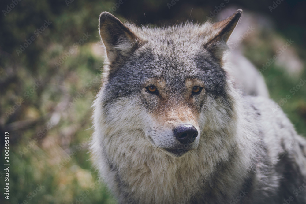 Obraz premium Grey wolf portrait in the wilderness. Wolf, animal, wildlife, northern america, usa, alaska, predator, killer concept.