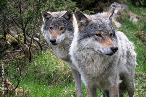 Wolf couple portrait in the wild. Nature  eyes  wolves  wolf pack  beautiful animals  killers  predators  hunters  eyes  grey  wilderness  outdoor concept.