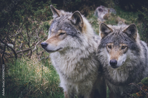 Two wolves outdoors in the wilderness
