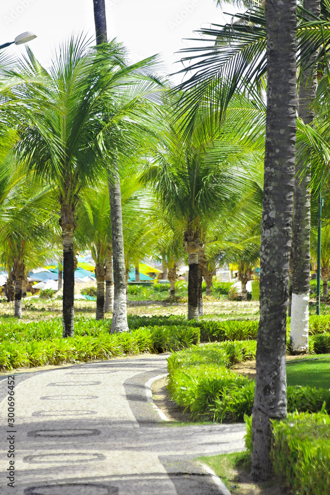 Camino hacia la playa rodeado de palmeras