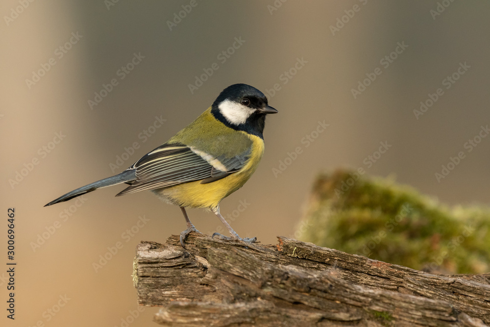 Beautiful nature scene with Great tit (Parus major). Wildlife shot of Great tit (Parus major) on branch. Great tit (Parus major) in the nature habitat. Beautiful nature scene with Great tit (Parus major). Wildlife shot of Great tit (Parus major) on branch. Great tit (Parus major) in the nature habitat.