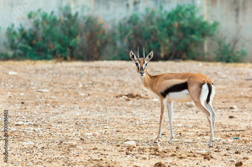 Beautiful, little Impala