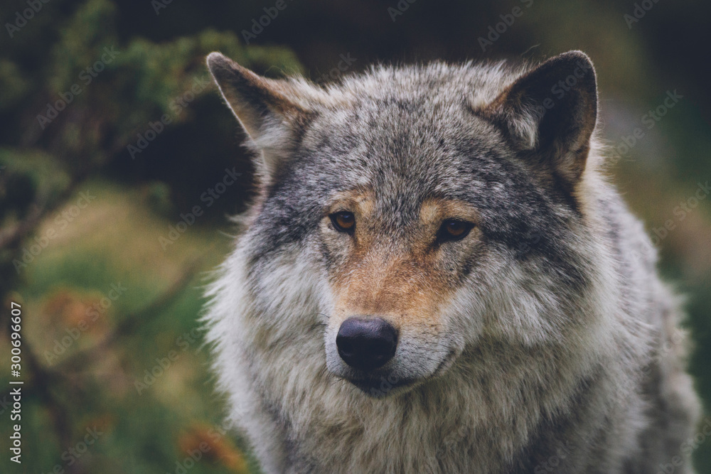 Closeup portrait of a beautiful grey wolf in nature. Eyes, predator, killers, hunt, hunter, hunting, alaska, north, animal, animals concept.