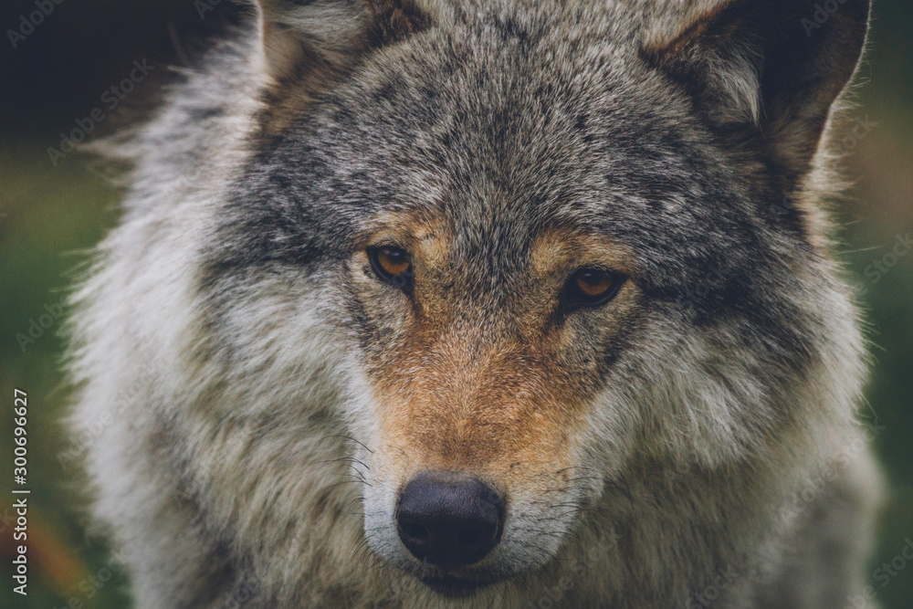 Closeup portrait of a beautiful grey wolf in nature. Eyes, predator, killers, hunt, hunter, hunting, alaska, north, animal, animals concept.