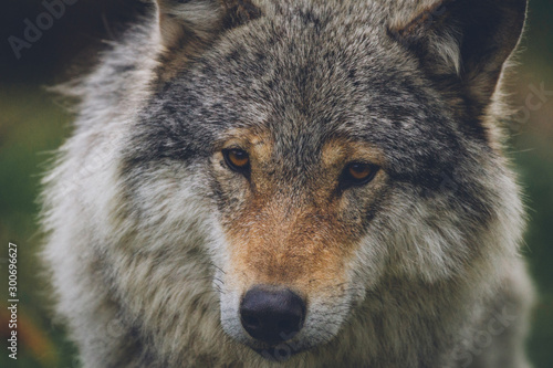 Closeup portrait of a beautiful grey wolf in nature. Eyes  predator  killers  hunt  hunter  hunting  alaska  north  animal  animals concept.