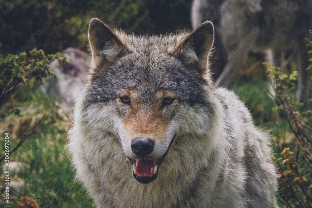 Portrait of beautiful grey wold in nature scenery in summer. Moment, predator, holiday, wilderness, wildlife concept. Portrait of beautiful grey wold in nature scenery in summer. Moment, predator, holiday, wilderness, wildlife concept.