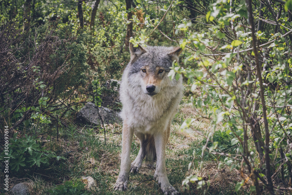 Portrait of beautiful grey wold in nature scenery in summer. Moment, predator, holiday, wilderness, wildlife concept. Portrait of beautiful grey wold in nature scenery in summer. Moment, predator, holiday, wilderness, wildlife concept.