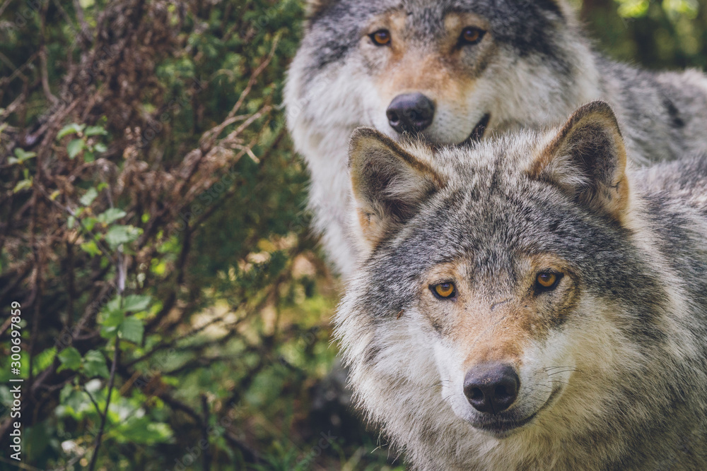 Curious wolves in nature forest looking at the photographer. Wildlife, animals, predators, killers, cute, wolves, wolf, grey, animal concept.