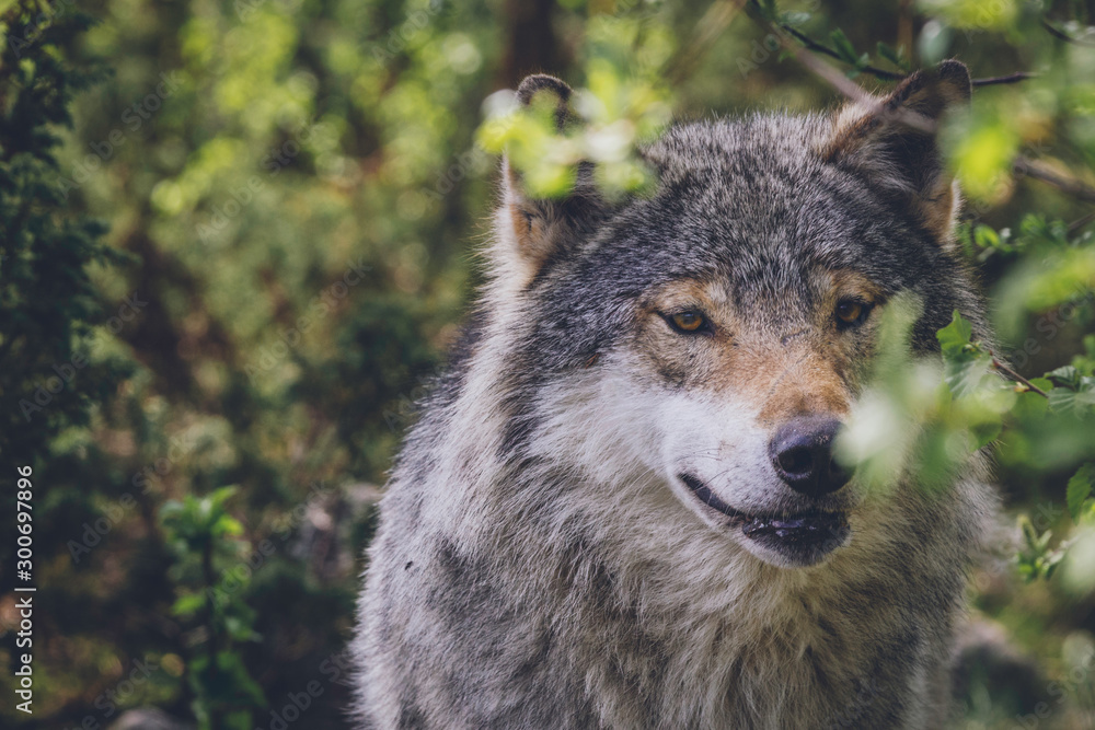 Obraz premium Beautiful big grey wolf in the wilderness in its natural habitat. Wildlife, animal, predator, killer, animals in the wild, northern, usa, america, close encounter, moment concept.