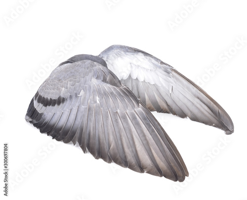 Wing isolated on white background