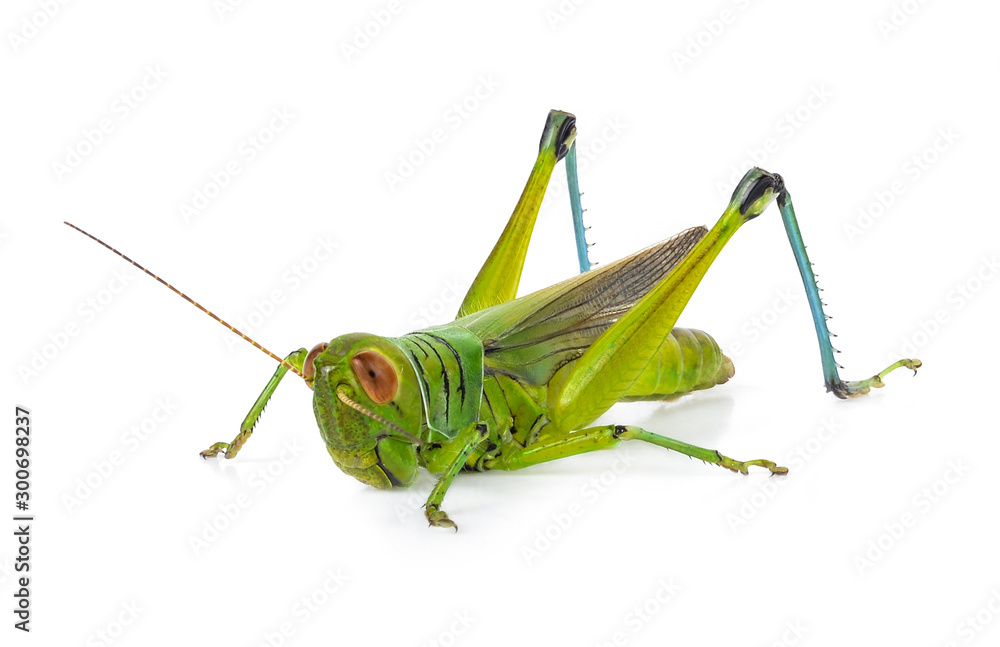Fototapeta premium Green grasshopper isolated on a white backgroun