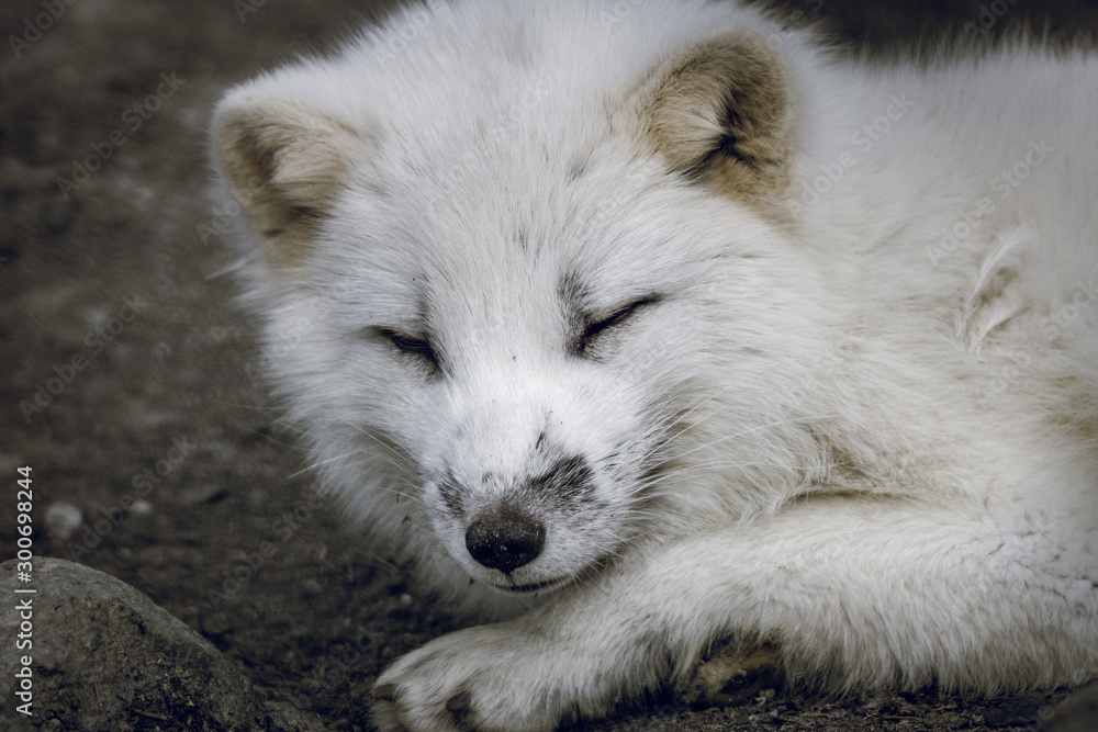 Obraz premium Arctic fox in Norway. Endangered species.