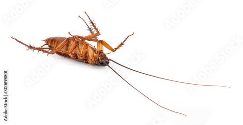 Cockroach on white background © evegenesis