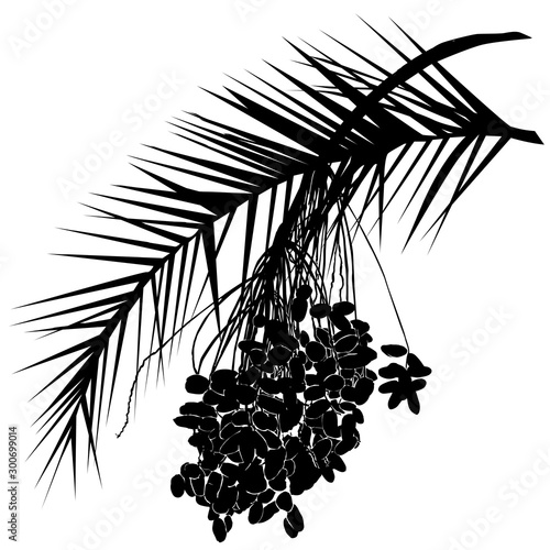 The date palm silhouette (Phoenix L.) is a leaf and fruit branch with fruits