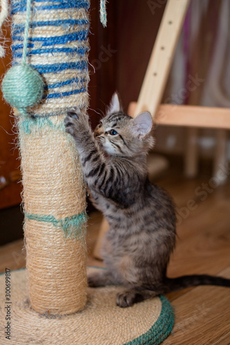 Striped kitten 3 months old sitting on clawfish. tabby cat sits next to claw stick in background of room. photo