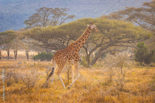 Kenya. Africa. National Park. Giraffe in the tropics. Giraffe in a nature Park. Animals in the wild. Travelling to Kenya. Fauna Of Africa. Nature Of Africa. Giraffe is on the background of trees.