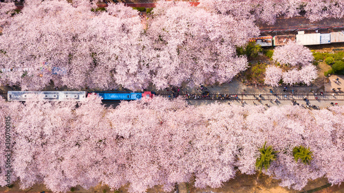 Canvas Print Top view at jinhae cherry blossom,Busan City,South Korea.