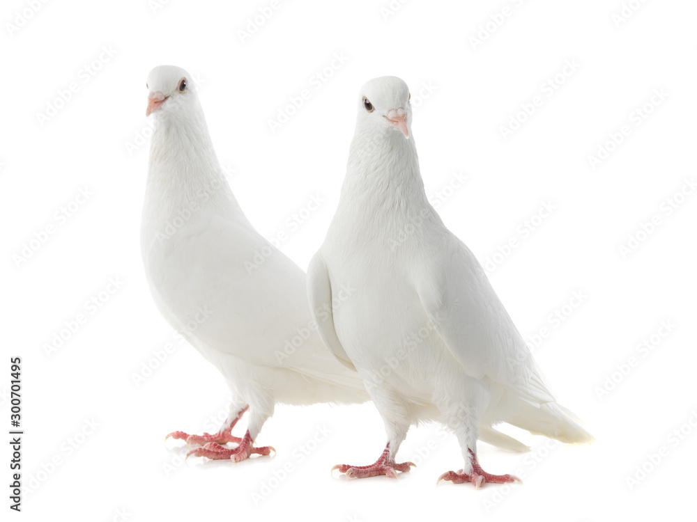 Two white doves isolated on a white background. Two white doves isolated on a white background.