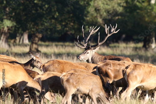 Red deer - rutting season