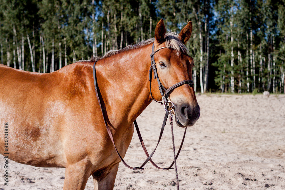 Cute palomino horse portrait on the beach Cute palomino horse portrait on the beach
