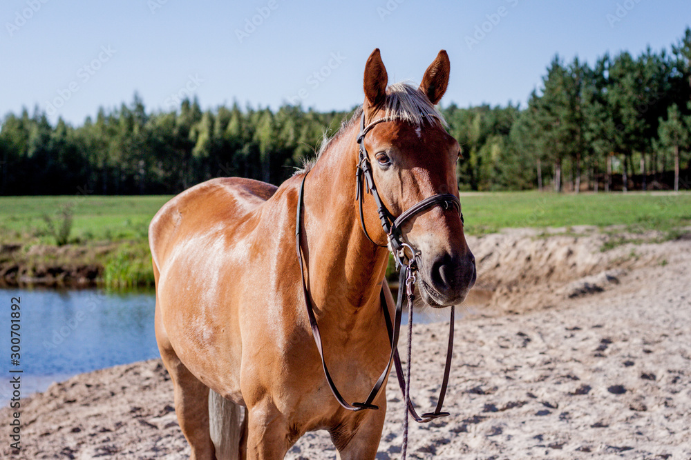 Obraz premium Cute palomino horse portrait on the beach
