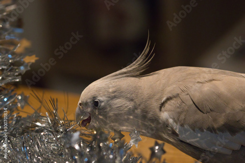 bird helping with the Christmas decoration