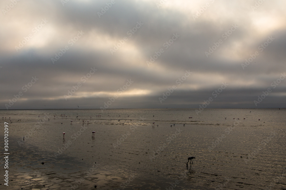 Flamingoes on the lagoon in Walwis bay at sunset