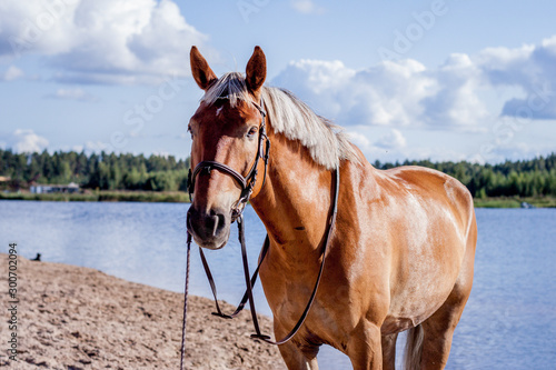 Cute palomino horse portrait on the beach