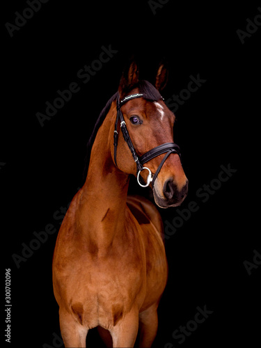 Portrait of beautiful bay horse on black background