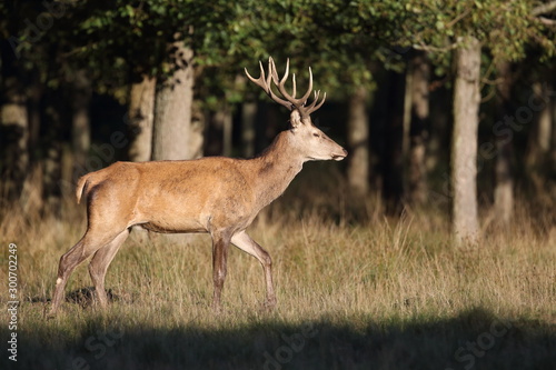 Fototapeta Naklejka Na Ścianę i Meble -  Red deer - Rutting season