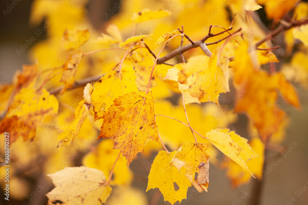 Fototapeta premium Foliage Close Up in Autumn