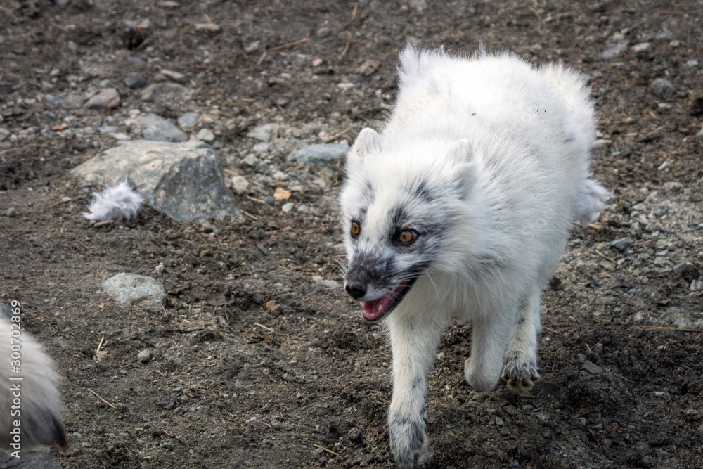 Fototapeta premium Arctic fox outdoors in the wilderness. Wildlife and animal concept.