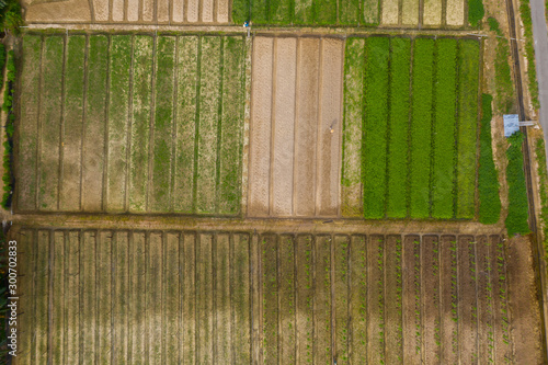 Top view of beautiful vegetable farm and paddy field pattern at Sabah  Borneo 