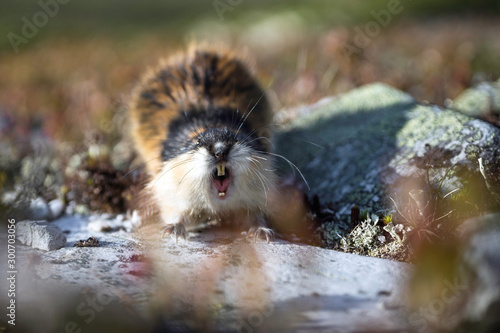 Very angry lemming screaming and showing his four teeth. In the Norwegian wilderness. Lemmings, tiny, mouse, animal portrait concept. photo