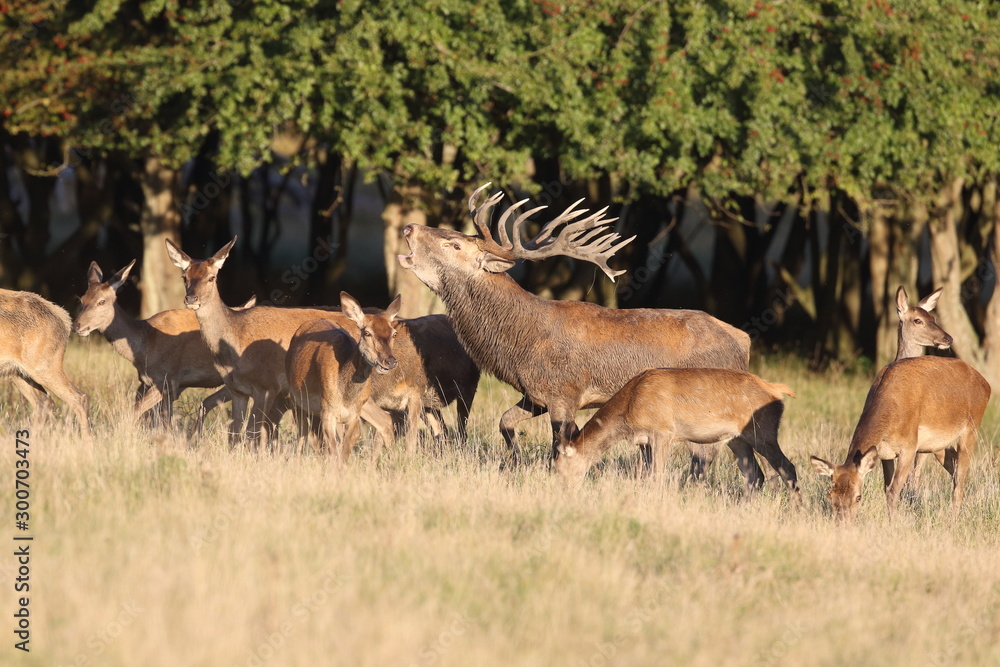 Red deer - Rutting season Red deer - Rutting season