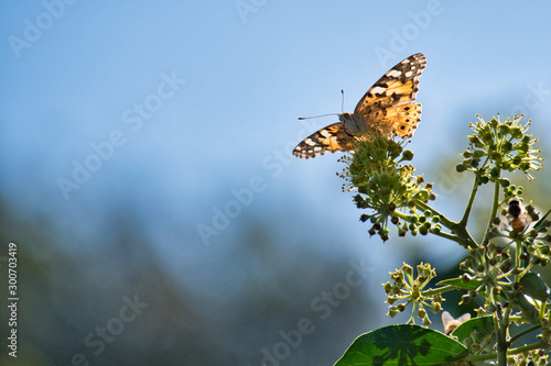 Farfalla con le ali spiegate al solo photo