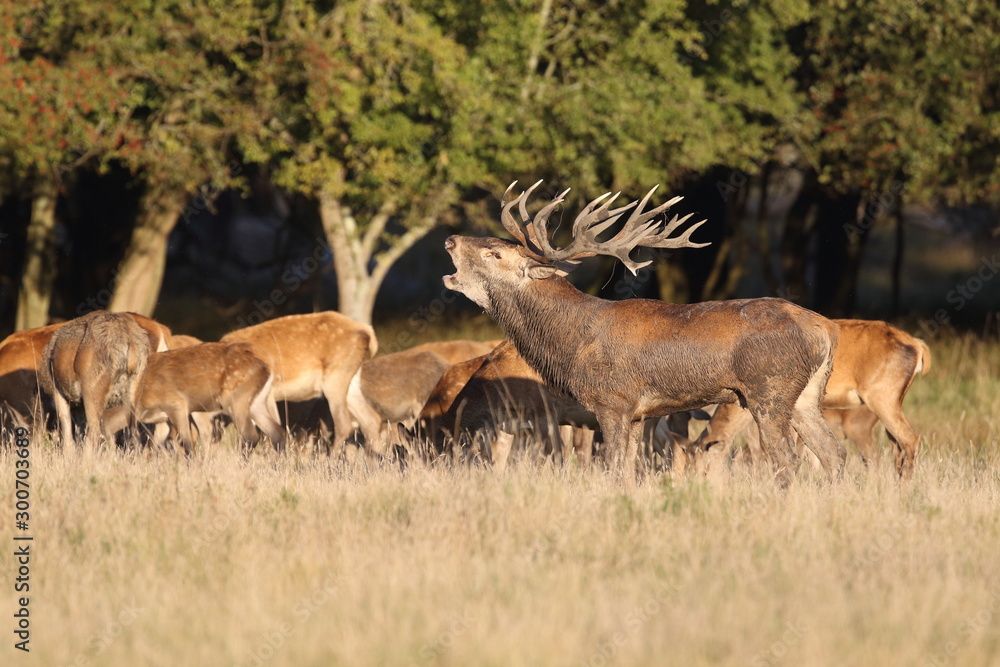 Fototapeta premium Red deer - Rutting season