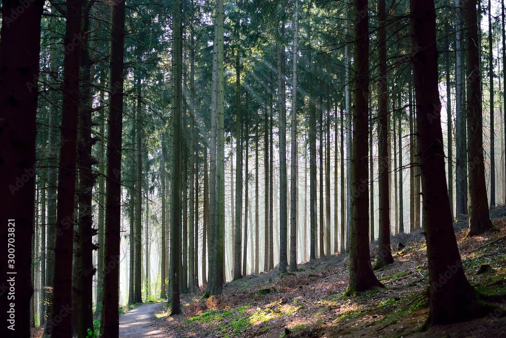 Fototapeta premium Fichtenwald 