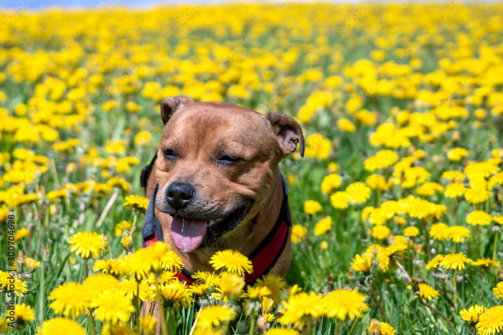 Portrait of a staffordshire bull terrier in yellow flower field in spring. Blue sky, summer, pet, dog, flowers, nature, landscape concept.
