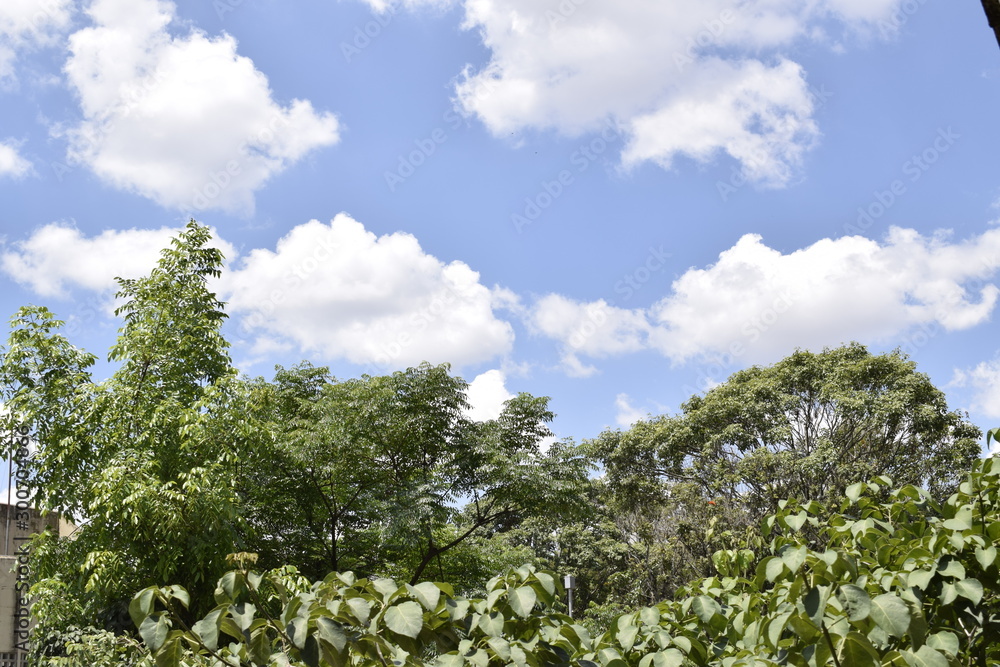 Horizonte de vegetação e céu azul com nuvem cumulus	