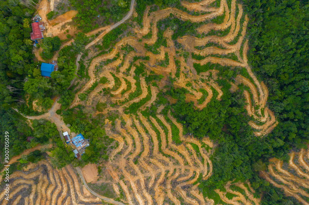 Aerial drone image of Deforestation. Aerial drone footage of rain forest (rainforest) destroyed to make way for oil palm plantations