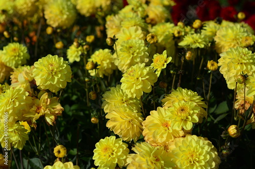 A field of yellow Dahlia flower with a blue sky background