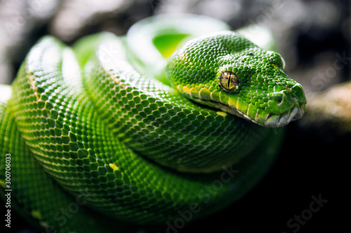 Fotografie Green tree python with skin texture and yellow eyes on black background