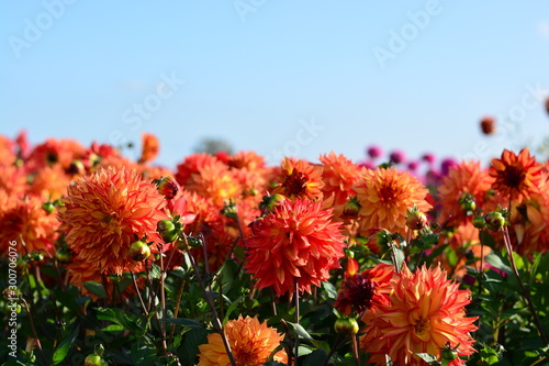 Red Dahlia flowers in a field
