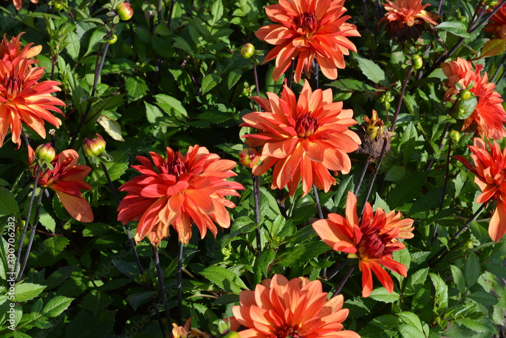 Red Dahlia flowers in a field Red Dahlia flowers in a field